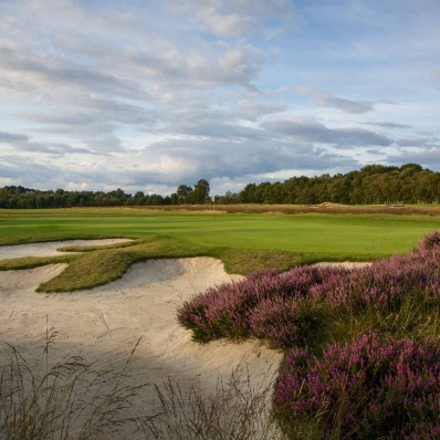 The heather in full bloom at Moortown Golf Club.