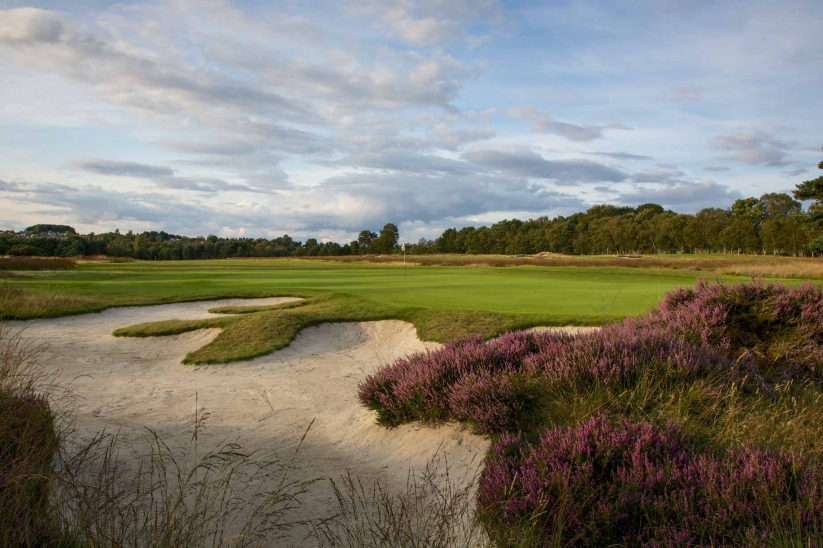 The heather in full bloom at Moortown Golf Club.