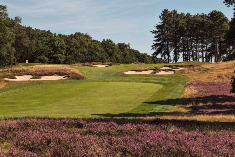 The heather in full bloom at Ipswich Golf Club Purdis Heath in the Suffolk Travel Guide.