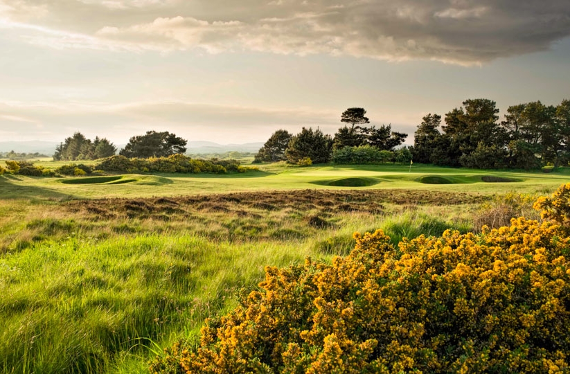 The gorse and heather on hole 8 at Irvine Golf Club.