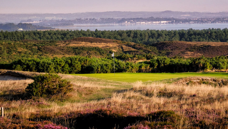 The Isle of Purbeck Golf Club with heather and gorse in bloom.