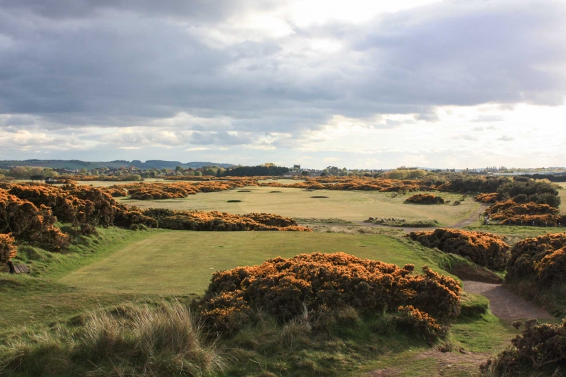 The gorse at the 5th oldest links in the world - Montrose Golf Links.