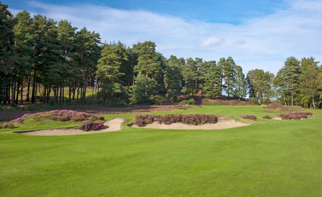 The heather trimmed bunkers of Sunningdale Golf Club Old Course.