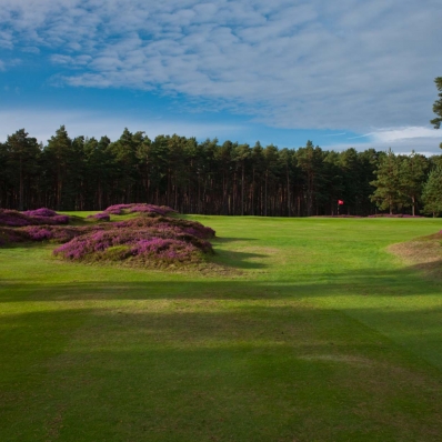 The heather clad mounds at Swinley Forest Golf Club.