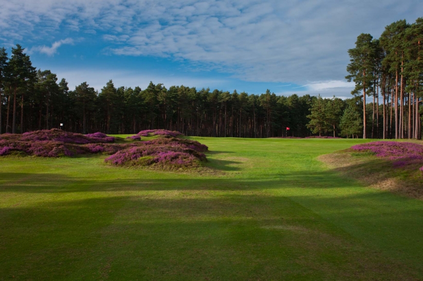 The heather clad mounds at Swinley Forest Golf Club.