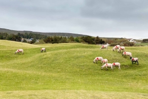 Sheep help tend to the course at Mulranny Golf Club.