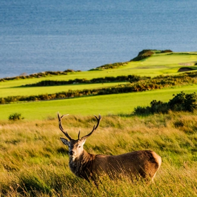 The stags and deer are found roaming the golf course.