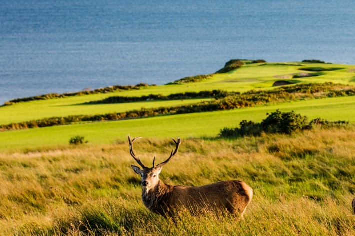 The stags and deer are found roaming the golf course.