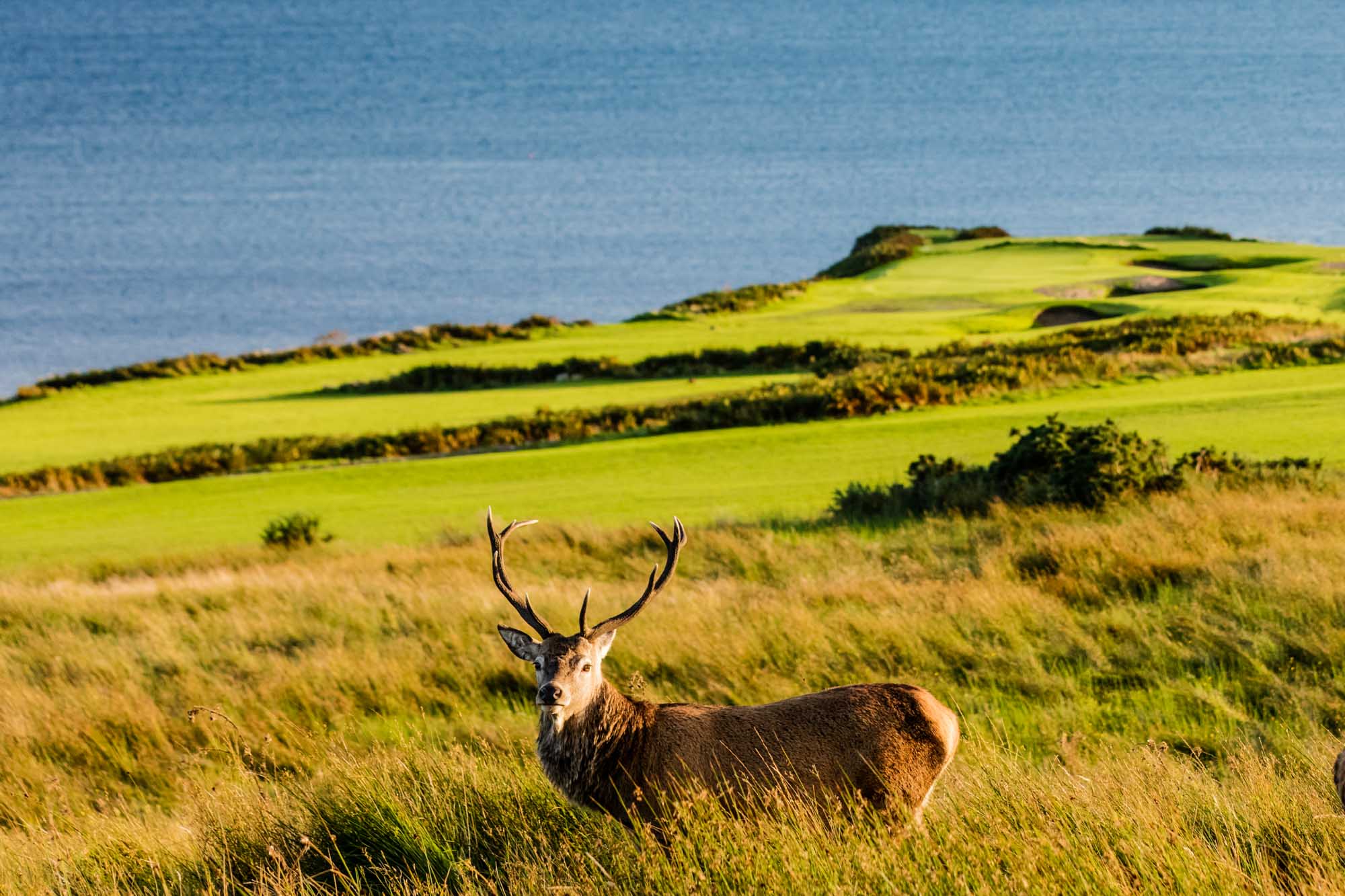 The stags and deer are found roaming the golf course.