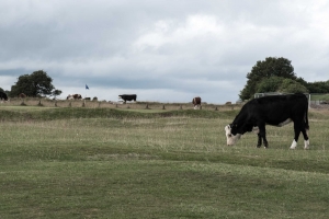 Cattle and other animals roam freely at Minchinhampton Golf Course. One of the 10 Lessons I've learnt from UK golf.