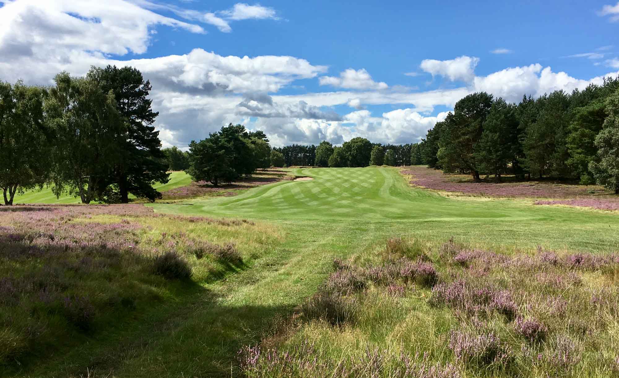 The heather in bloom at Enville Golf Club.