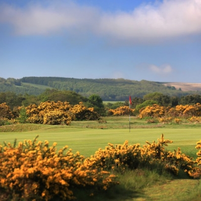 The gorse in play at Ganton Golf Club.