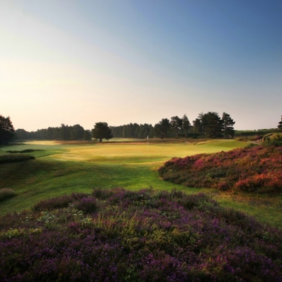 The heather in bloom at SUNNINGDALE GOLF CLUB NEW Course.