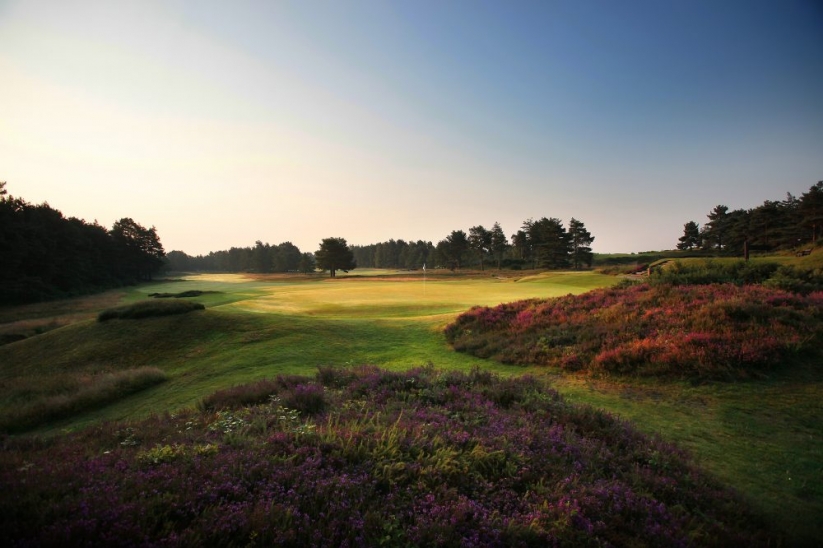 The heather in bloom at SUNNINGDALE GOLF CLUB NEW Course.
