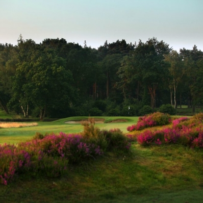 The heather in bloom on the 1st hole at Sunningdale Golf Club Old Course.